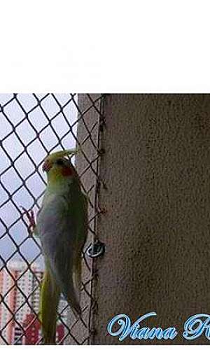 Redes de proteção em São Bernardo  Redes de proteção em São Bernardo